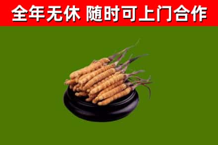 莲花回收散虫草