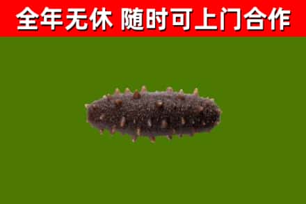 莲花回收海参干